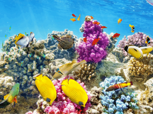 Beitragsbild Website Buntes Korallenriff mit verschiedenen Fischen und lebhaften Farben unter klarem Wasser.